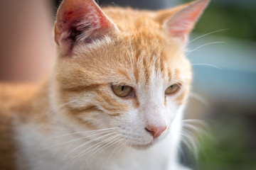 Red hair cat portrait