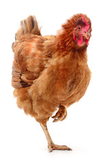 Brown hen isolated.