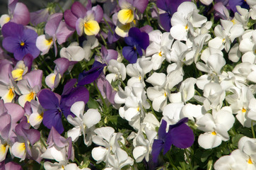 Pansies on garden smoking table, Swiss village of Berschis