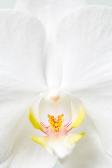 Obraz premium white flower