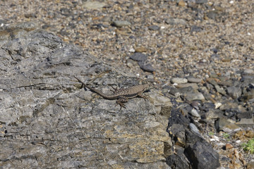 Tropidurus Atacamensis sunbathing on a rock