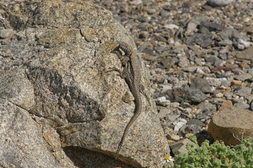 Tropidurus Atacamensis sunbathing on a rock