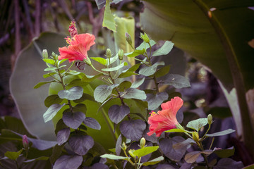 Blume © claudettethebat