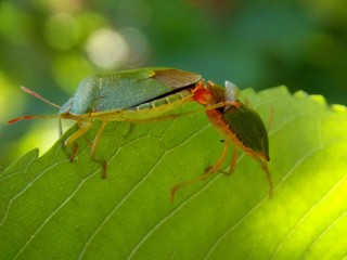 two bugs on the list
