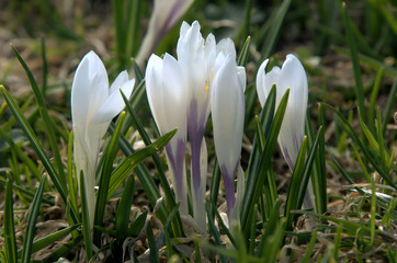 Alpine Wild Crocus on Flumserberg, Swiss Alps