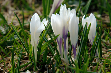 Alpine Wild Crocus on Flumserberg, Swiss Alps