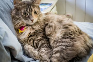 Fluffy Calico cat laying on bed against a blue pillow