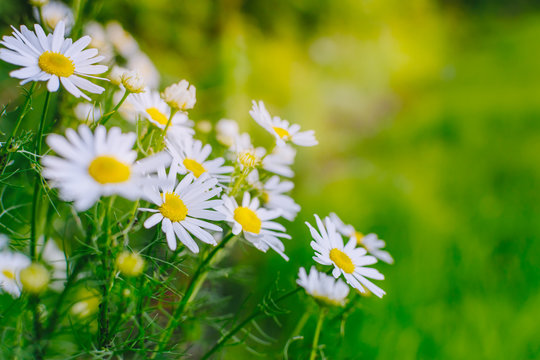 White daisies on a soft background