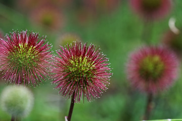 Acaena argentea better known in Chile as cadillo. It is a very common native species in the south central area of the country