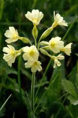 Primula elatior; oxlips in Swiss alpine meadow