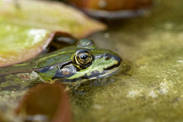 Teichfrosch