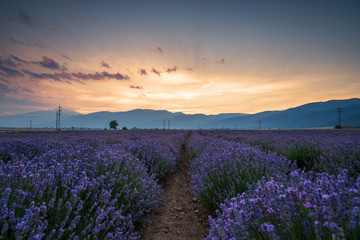 Naklejka premium Lavender flower field at sunset.