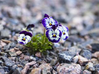 Viola growing in rocks, a hardy proof that life always finds a way and flourishes!