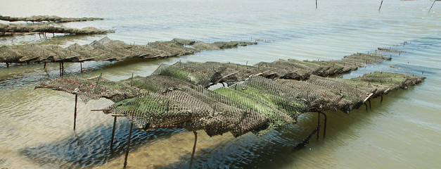 ostréiculture à Bourcefranc