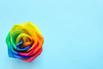 Fototapeta na wymiar Amazing rainbow rose flower on color background