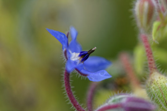 Borago officinalis or better known as Borage. It is an annual herbaceous plant that is characterized for being cultivated for culinary and ornamental use