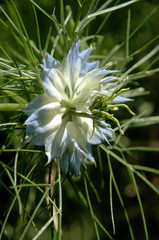 Nigella flowering in Swiss cottage garden bed