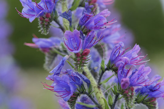 Echium Vulgare best known in Chile as blue grass, viborera or ortiguilla. Plant introduced in the country. grows wild in the spring