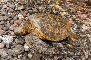 Green sea Turtle Resting on a Rocky Maui Beach