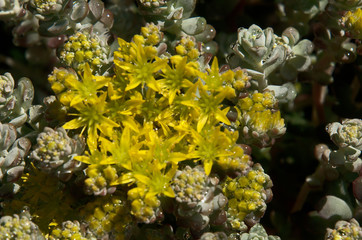 Fototapeta na wymiar Yellow Alpine Saxifrage in Garden