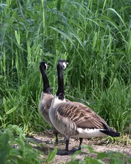 Kanadyjskie gesi w parku