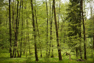 green Trees in forest in early spring
