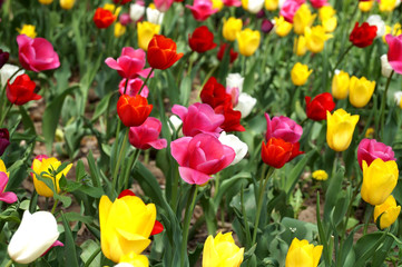 Tulips on a lawn in city park