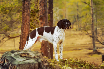 Dog english pointer standing under pine tree in the wild wood 
