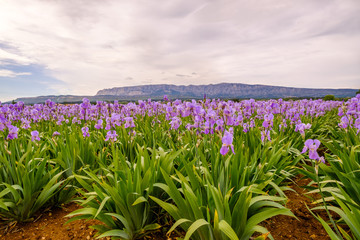 Champs d'iris Pallida en Provence, France, Montagne Sainte Victoire en arri&egrave;re plan. 