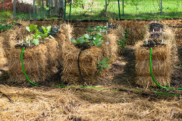 Straw Bale Garden with plants coming up