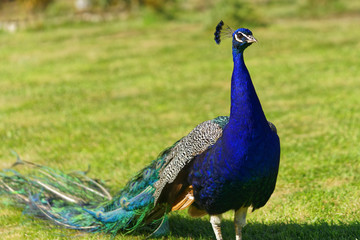 Obraz premium Peacock walking through the countryside, quiet looking around