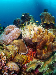 Naklejka na ściany i meble Apo Island Corals