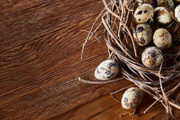 Willow nest with quail eggs on the dark wooden background, top view, close-up, selective focus