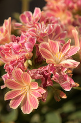 Lewisia flowers in rock garden, Walenstadt