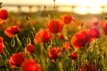 Les coquelicots sur le champ, gros plan, coucher de soleil.