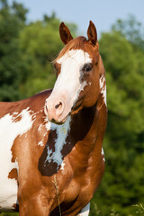 Portrait of nice paint horse