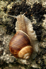 Escargot; edible snail on wall