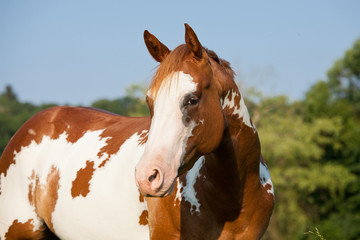 Naklejka premium Portret ładny koń farba