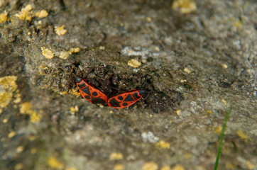 Firebugs making more firebugs