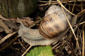 Escargot; edible snail in Swiss garden
