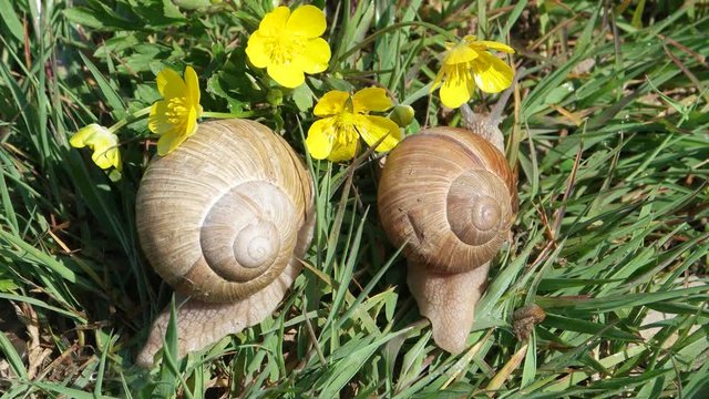 Two snails are sitting in the green grass on the background of the yellow flowers, time-lapse