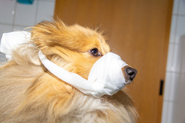 Human puts a bandage around the snout of a dog