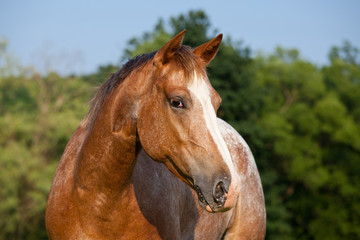 Portrait of nice appaloosa horse
