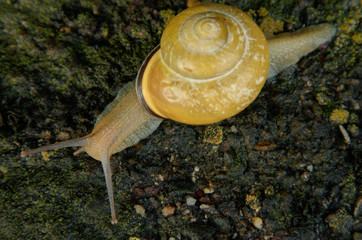 Cepaea nemoralis; banded snail in Swiss garden