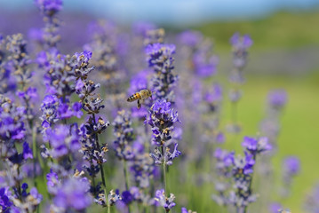 Obraz premium Blossoming lavender, bees are observed in the flowers trying to drink the nectar to carry the honeycomb