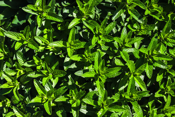 Green Mint Plant Grow background.