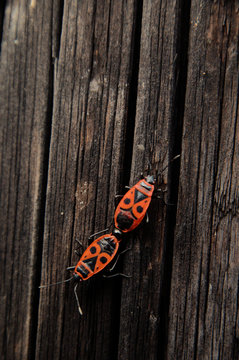 Firebugs on old fence wood