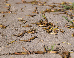 poplar seeds on tiled road background in spring. nature, texture.