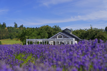 Lavender tea house, surrounded by flowers and bees. Frutillar, southern Chile