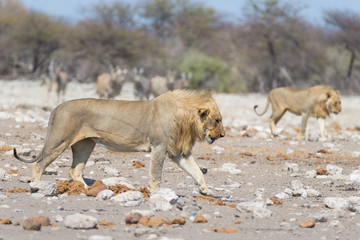Lion with Zebras defocused in the background. Wildlife safari in the Etosha National Park, Namibia, Africa.